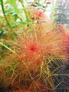 (Category: ) located in . Submitted by collectoraquatics (Listing ID 1065271701, Image 1). Description: .