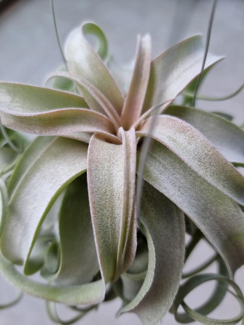 Tillandsia Regal Rene