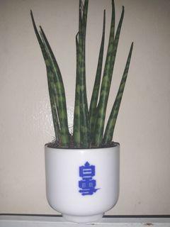 Bacularis (cylundrical snake plant) in teacup planter