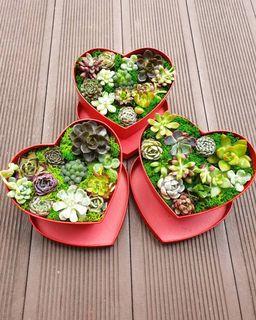 Colorful Succulents in a Heart Box Valentines Day Gift