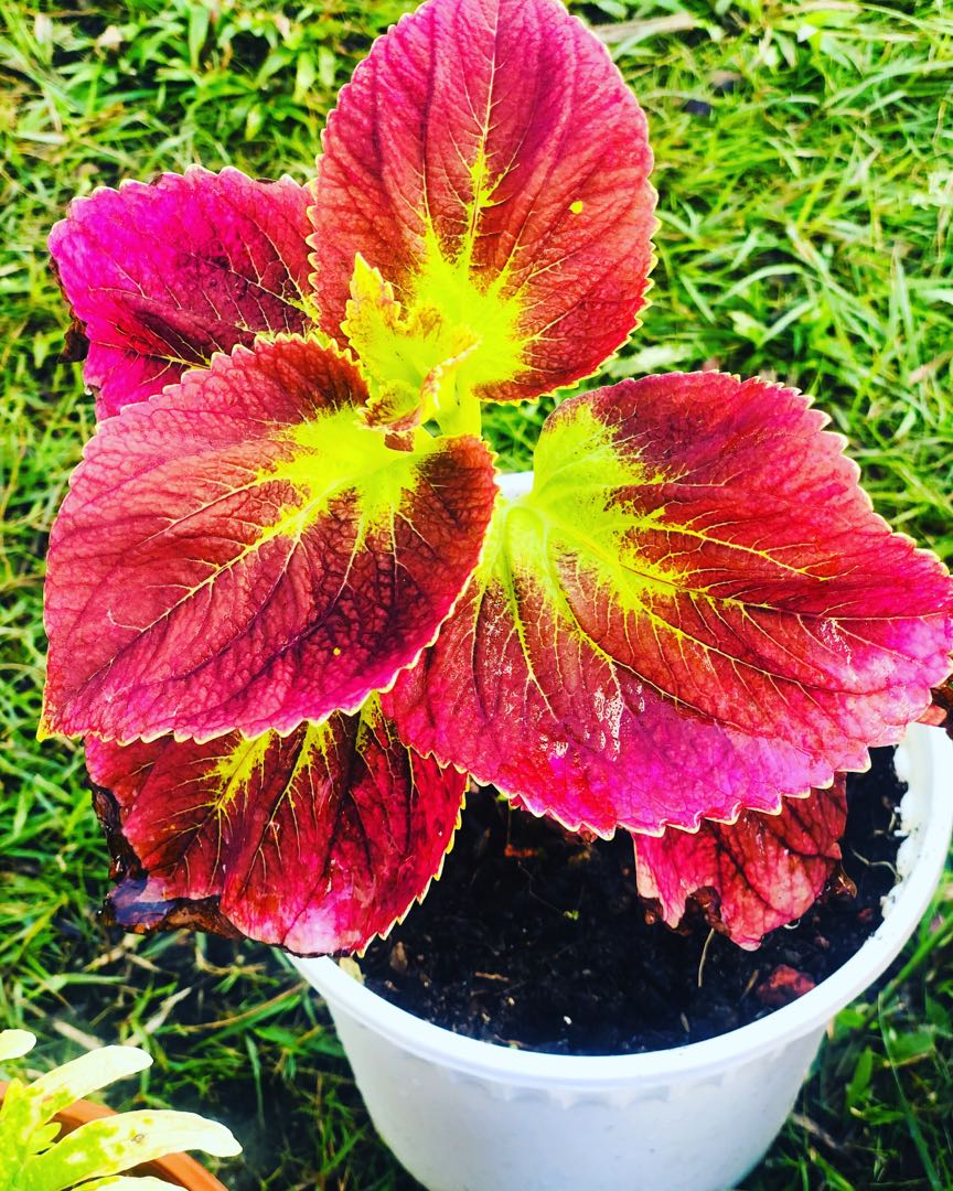 Hati Hati, Furniture & Home Living, Gardening, Plants & Seeds on Carousell