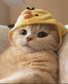 由 ncc__ (刊登 ID 1067891879，圖片 1) 提交，位於 的 (類別：)，說明：。