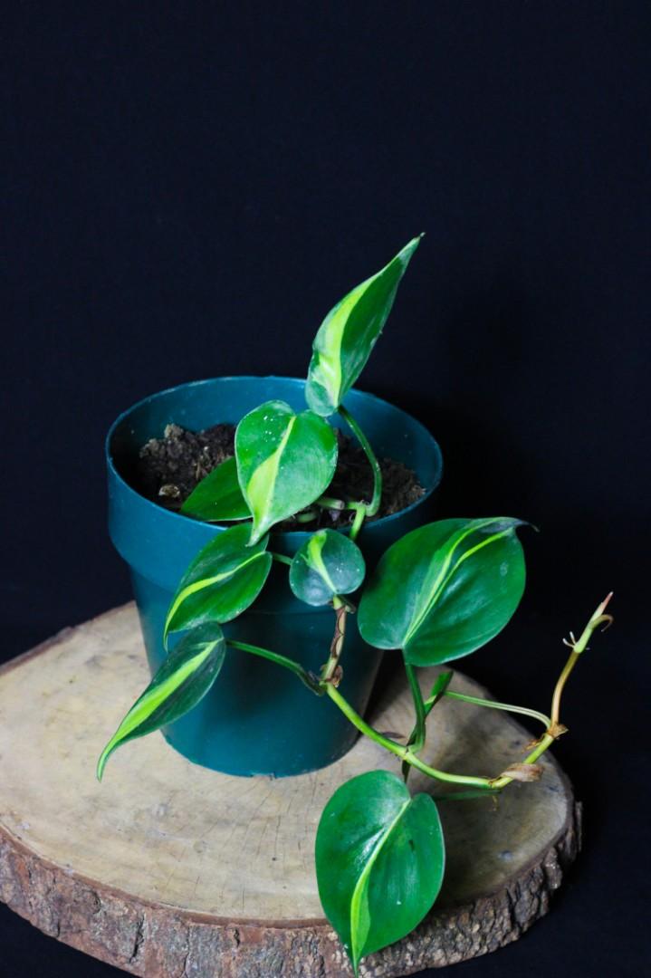Philodendron Brasil (Category: Plants & Seeds) located in Taguig. Submitted by fernandcraft (Listing ID 1067924296, Image 1). Description: Philodendron Brasil Philodendron hederaceum 'Brasil' is a wild and bold cultivar of the classic Heartleaf Philodendron. Its variegated leaves look almost painted, with strokes of yellow and lime green across the deep green foliage. As if that weren't tropical enough, the stems have pinkish orange hue. Tolerant