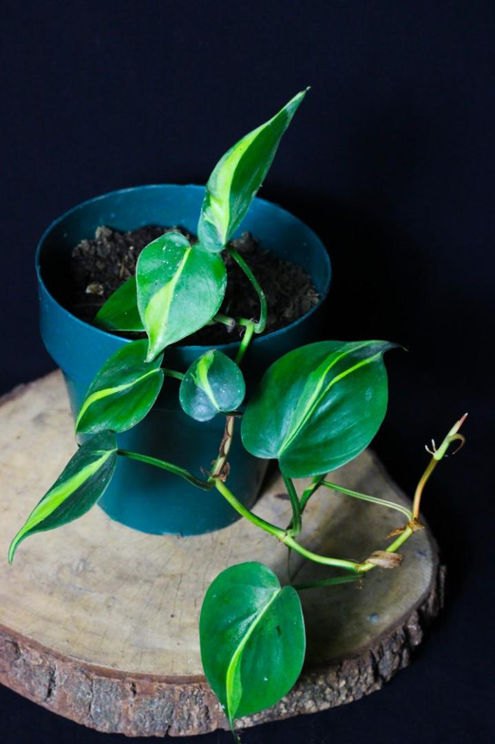 Philodendron Brasil (Category: Plants & Seeds) located in Taguig. Submitted by fernandcraft (Listing ID 1067924296, Image 2). Description: Philodendron Brasil Philodendron hederaceum 'Brasil' is a wild and bold cultivar of the classic Heartleaf Philodendron. Its variegated leaves look almost painted, with strokes of yellow and lime green across the deep green foliage. As if that weren't tropical enough, the stems have pinkish orange hue. Tolerant