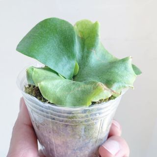 （分類：）位於 。 由 thegreenroom 提交（商品編號 1067959657，圖片 1）。簡介： 。