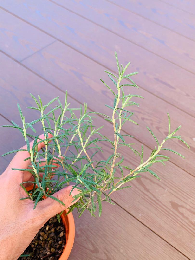 Rosemary (homegrown) herb plant, Furniture & Home Living, Gardening