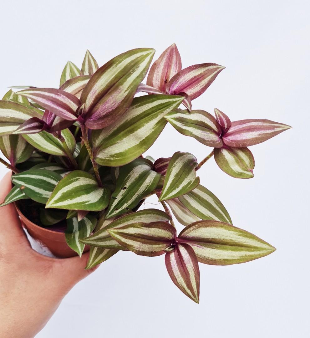 Wandering Jew, Furniture & Home Living, Gardening, Plants & Seeds on