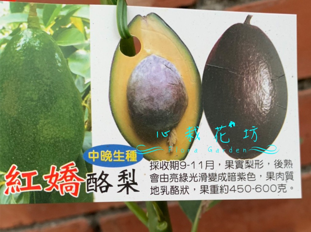 心栽花坊 紅嬌酪梨 4吋 嫁接苗 水果苗 酪梨品種 售價360特價300 居家生活 園藝在旋轉拍賣
