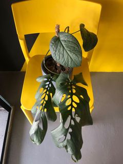 (Category: ) located in . Submitted by nadiaazlan (Listing ID 1068006389, Image 1). Description: .