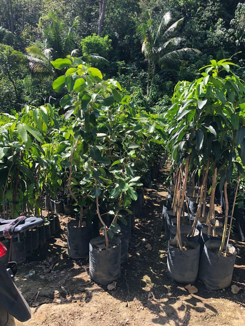 Giant Duhat Plant (Category: Plants & Seeds) located in Calamba. Submitted by qualityfruittrees25 (Listing ID 1068160923, Image 2). Description: Small and big.