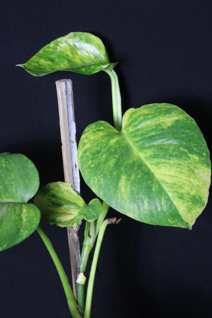 Giant Golden Pothos (Category: Plants & Seeds) located in Taguig. Submitted by fernandcraft (Listing ID 1068121864, Image 3). Description: Giant Golden Pothos Giant Golden Pothos is different from golden photos. Giant pothos will start from small leaves but eventually turn into a giant monster plant if planted in soil freely, but the normal golden pothos will never turn into a monster giant pothos. No amount of fertilizer can make it a giant mons