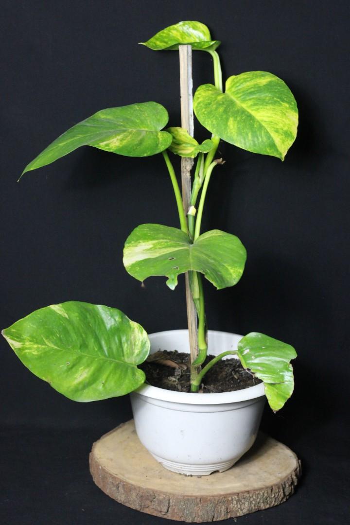Giant Golden Pothos (Category: Plants & Seeds) located in Taguig. Submitted by fernandcraft (Listing ID 1068121864, Image 2). Description: Giant Golden Pothos Giant Golden Pothos is different from golden photos. Giant pothos will start from small leaves but eventually turn into a giant monster plant if planted in soil freely, but the normal golden pothos will never turn into a monster giant pothos. No amount of fertilizer can make it a giant mons
