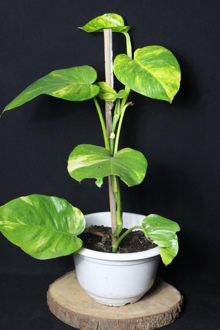 Giant Golden Pothos (Category: Plants & Seeds) located in Taguig. Submitted by fernandcraft (Listing ID 1068121864, Image 1). Description: Giant Golden Pothos Giant Golden Pothos is different from golden photos. Giant pothos will start from small leaves but eventually turn into a giant monster plant if planted in soil freely, but the normal golden pothos will never turn into a monster giant pothos. No amount of fertilizer can make it a giant mons