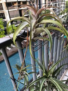 (Category: ) located in . Submitted by plant_hops (Listing ID 1068119160, Image 1). Description: .
