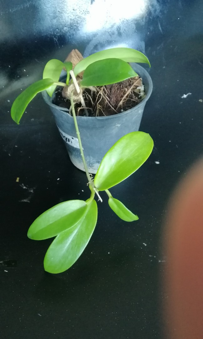 Hoya Publicalyx "BLACK Dragon", Furniture & Home Living, Gardening