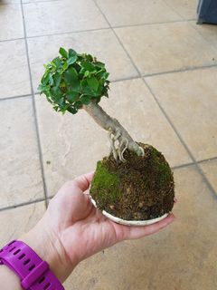 (Category: ) located in . Submitted by apple.bonsai (Listing ID 1068117660, Image 1). Description: .