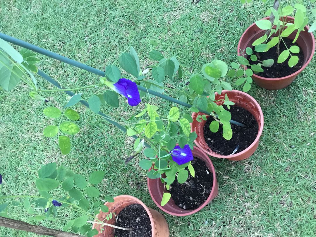 New! Tall Homegrown Flowering Butterfly Pea Plant Potted Pesticide