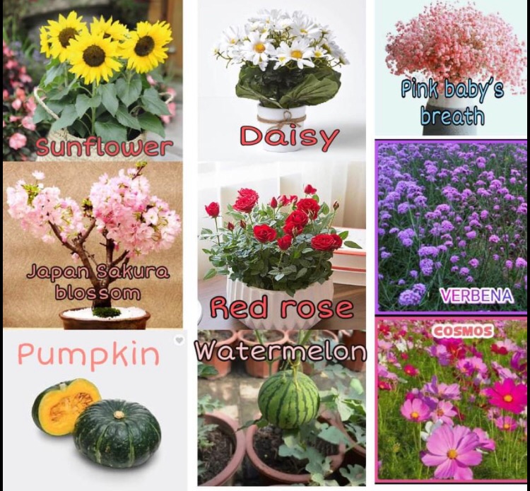 Rose Sakura Bonsai Cosmos Baby Pink Breadth Sunflower Watermelon Seed Furniture Home Living Gardening Plants Seeds On Carousell