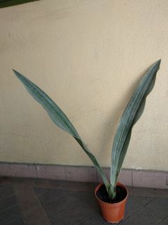 (Category: ) located in . Submitted by newplant (Listing ID 1068077172, Image 1). Description: .