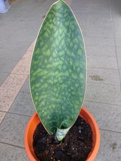 (Category: ) located in . Submitted by newplant (Listing ID 1068071717, Image 1). Description: .