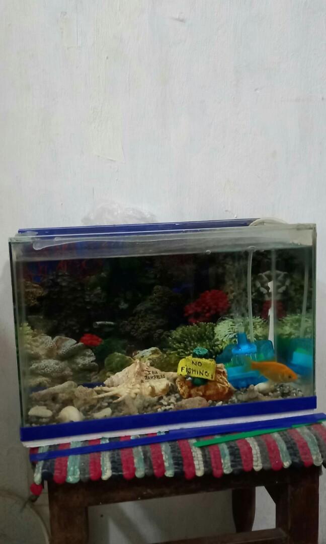 Aquarium for sale in cartimar discount