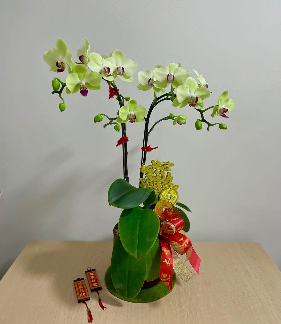 Chinese New Year flower arrangement   Phalaenophsis   Orchid ...