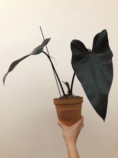 （分類：）位於 。 由 ronboss120 提交（商品編號 1068350337，圖片 1）。簡介： 。