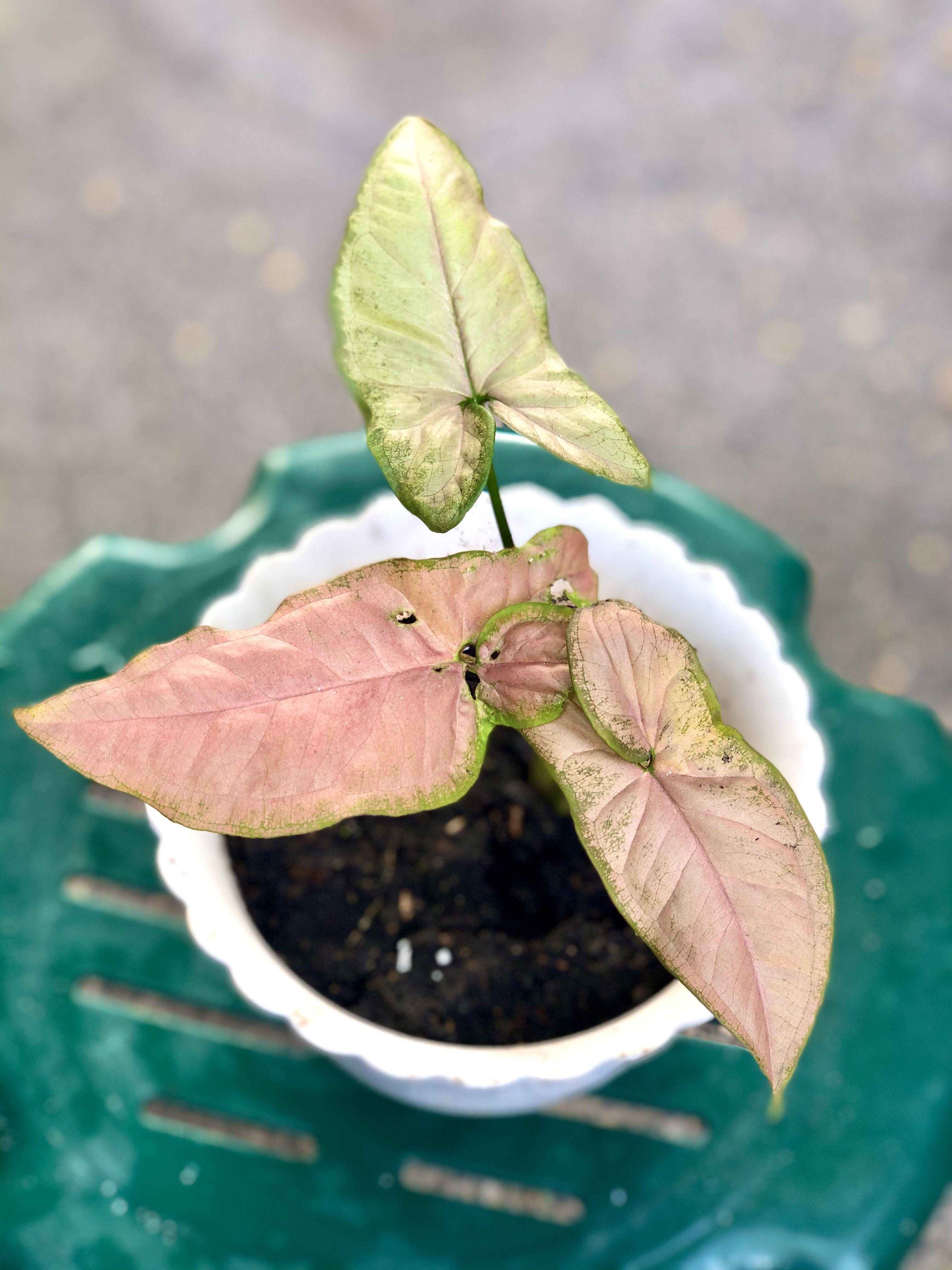 Syngonium Neon Robusta Pink Syngonium Gardening Flowers Plants On Carousell Pink syngonium and neon robusta, both have light lime green leaves with a good dose of pink scattered throughout the leaves. carousell