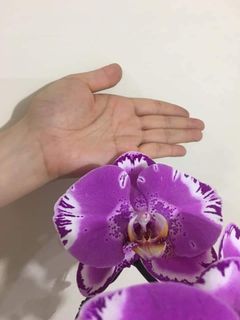 （分類：）位於 。 由 cat8malam41 提交（商品編號 1068227857，圖片 1）。簡介： 。