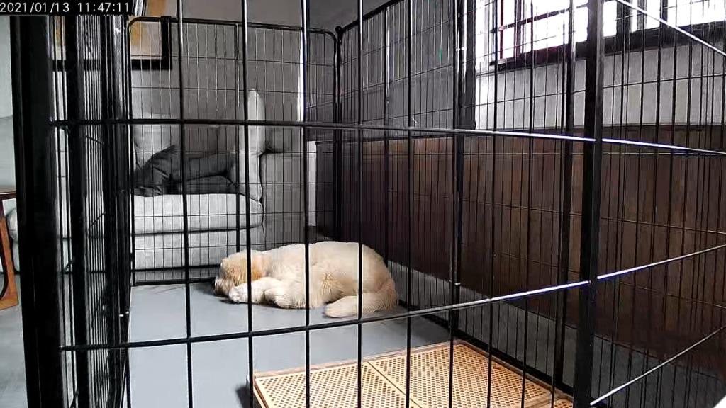 Dog playpen mat deals