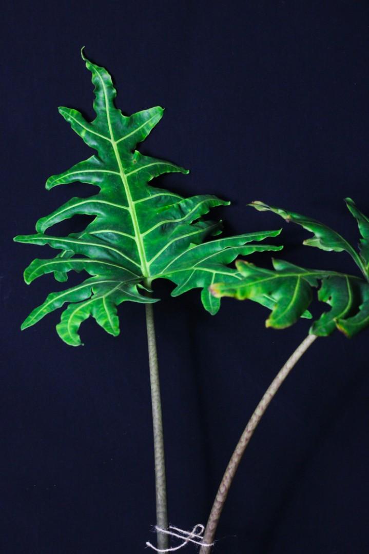 Alocasia Portei (3FT) (Category: Plants & Seeds) located in Taguig. Submitted by fernandcraft (Listing ID 1068567575, Image 3). Description: Alocasia Portei (3FT) Alocasia Portei or Malaysian Monster is a large growing species. It have some of the most dramatic foliage in the Alocasia family. Facebook: @fernandcraftofficial Instagram: @fernandcraft.