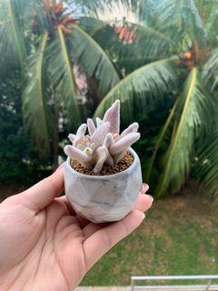 Kalanchoe Eriophylla in Marble Pot