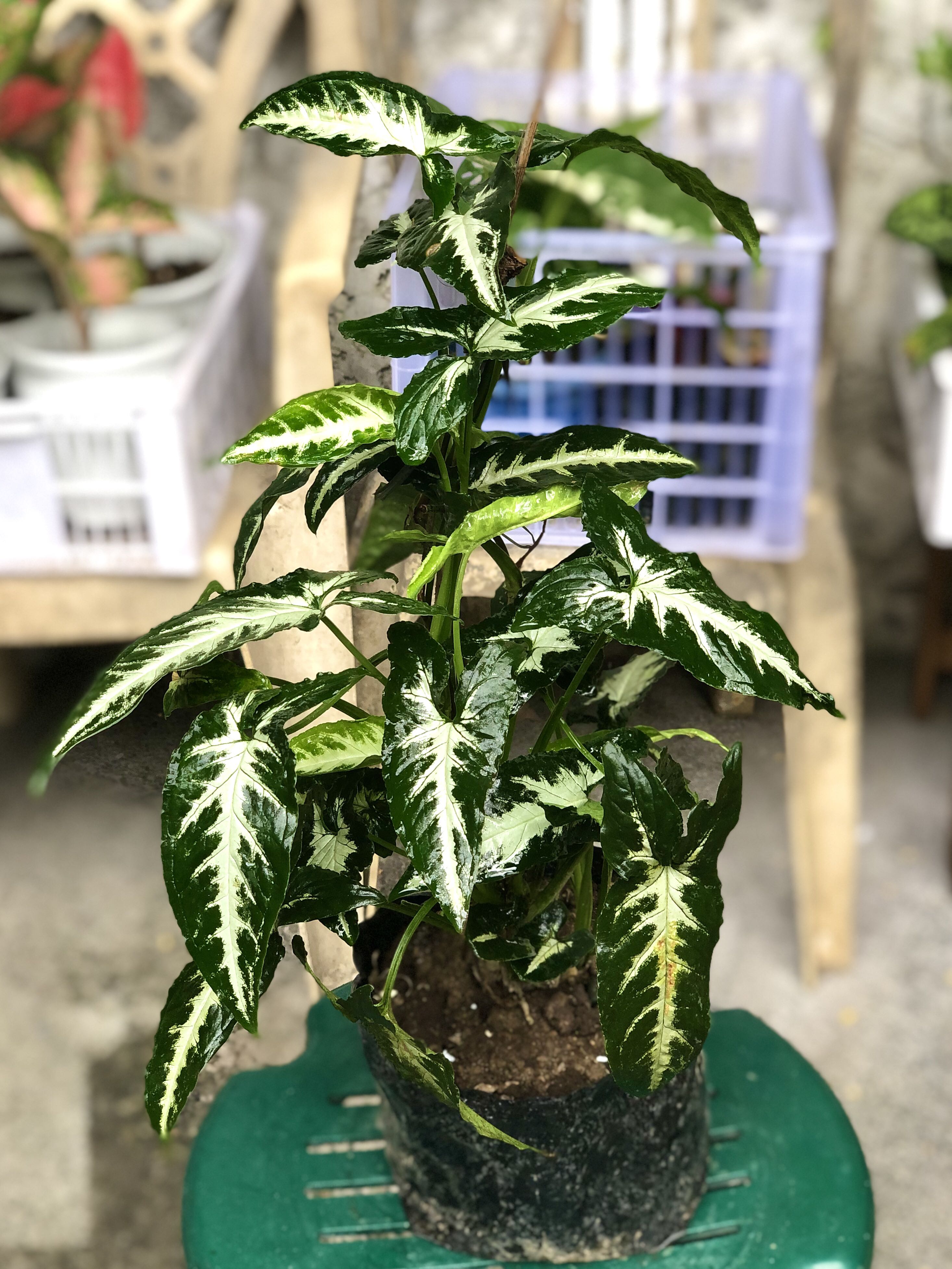 Syngonium Wendlandii Super lush, Furniture & Home Living, Gardening