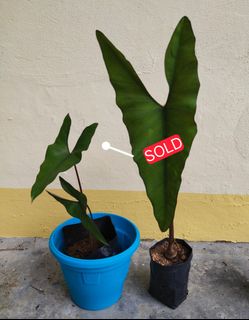 (Category: ) located in . Submitted by greentek (Listing ID 1072183498, Image 1). Description: .
