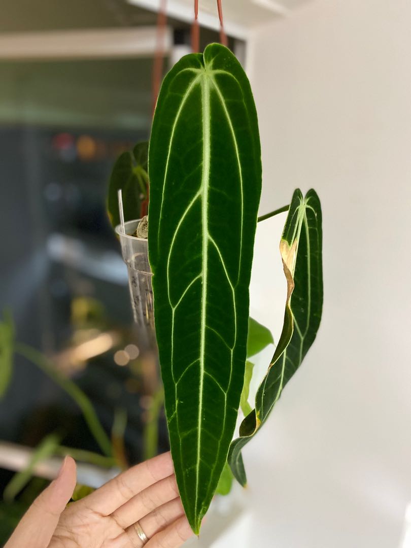 Anthurium Warocqueanum dark narrow form, Furniture & Home Living, Gardening, Plants & Seeds on