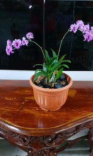 (Category: ) located in . Submitted by noorhasmanharon (Listing ID 1072455546, Image 1). Description: .