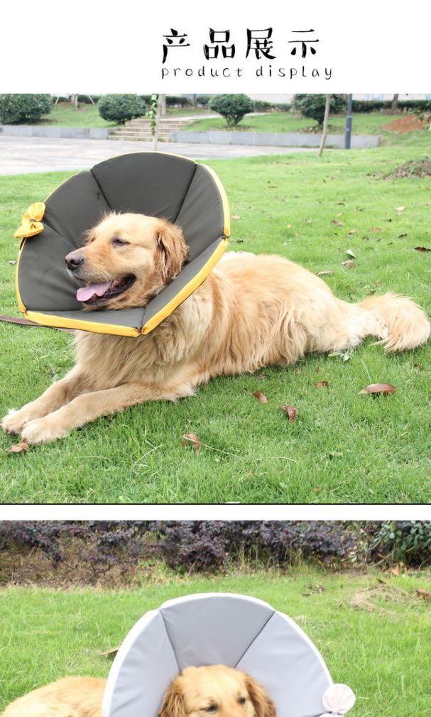 dog cushion cone