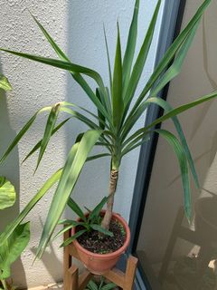 (Category: ) located in . Submitted by designer.gardener (Listing ID 1072368901, Image 1). Description: .