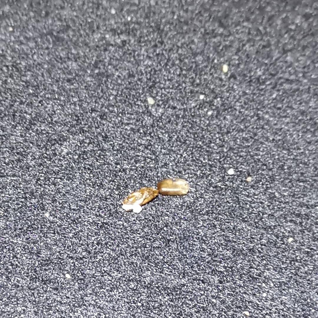 Pest Control, Cockroaches Control, Car Polish+Interior Grooming, Car