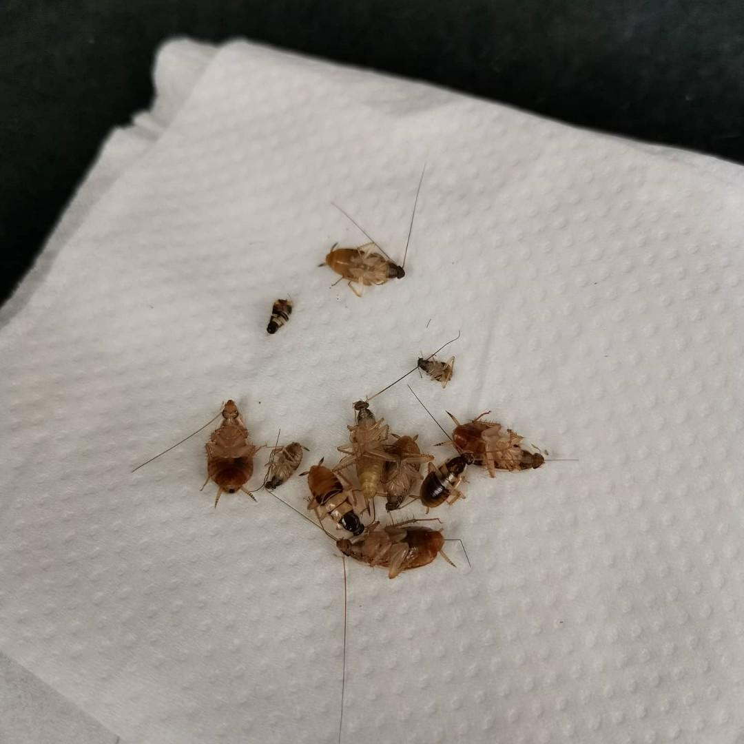 Pest Control, Cockroaches Control, Car Polish+Interior Grooming, Car