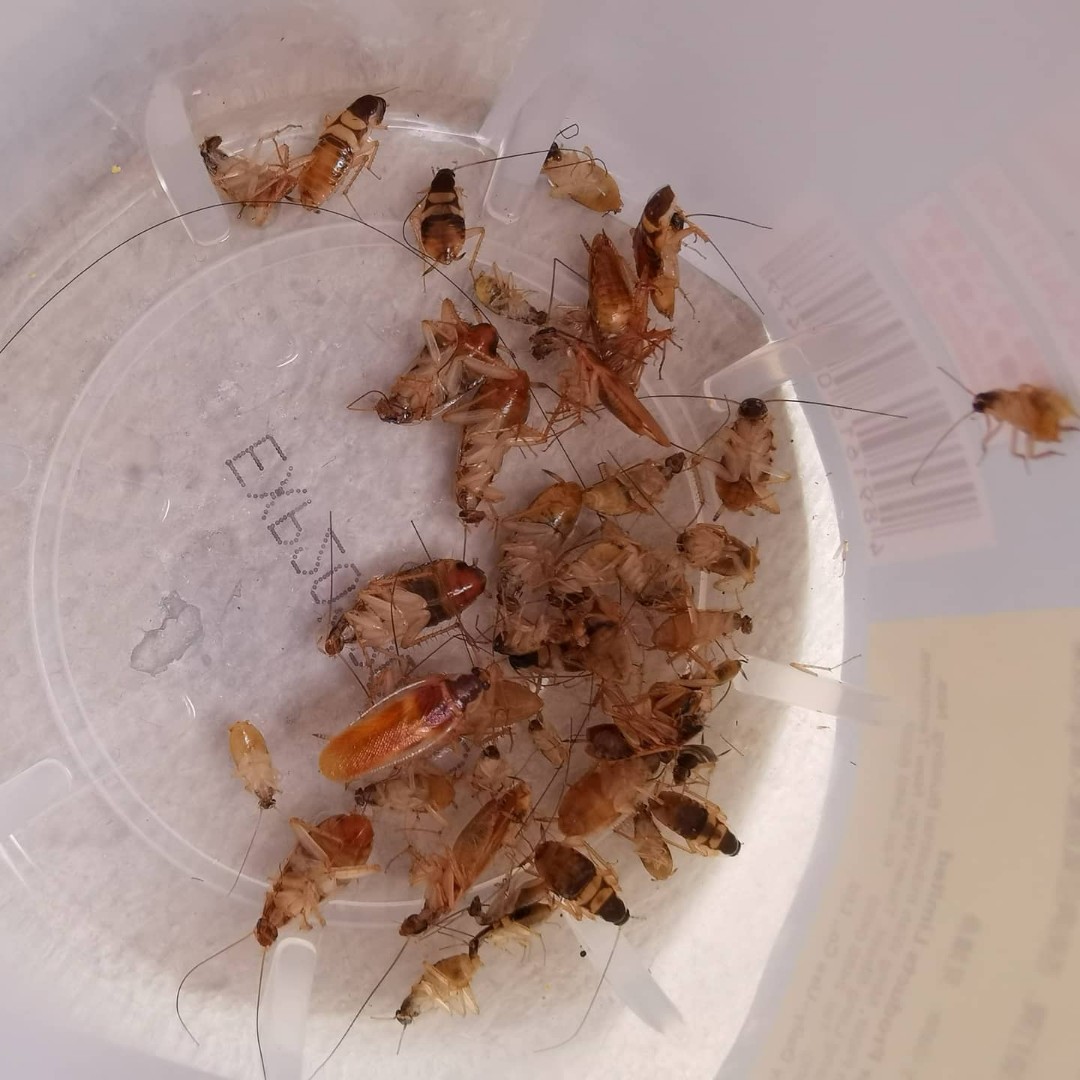 Pest Control, Cockroaches Control, Car Polish+Interior Grooming, Car Polishing, Car wash