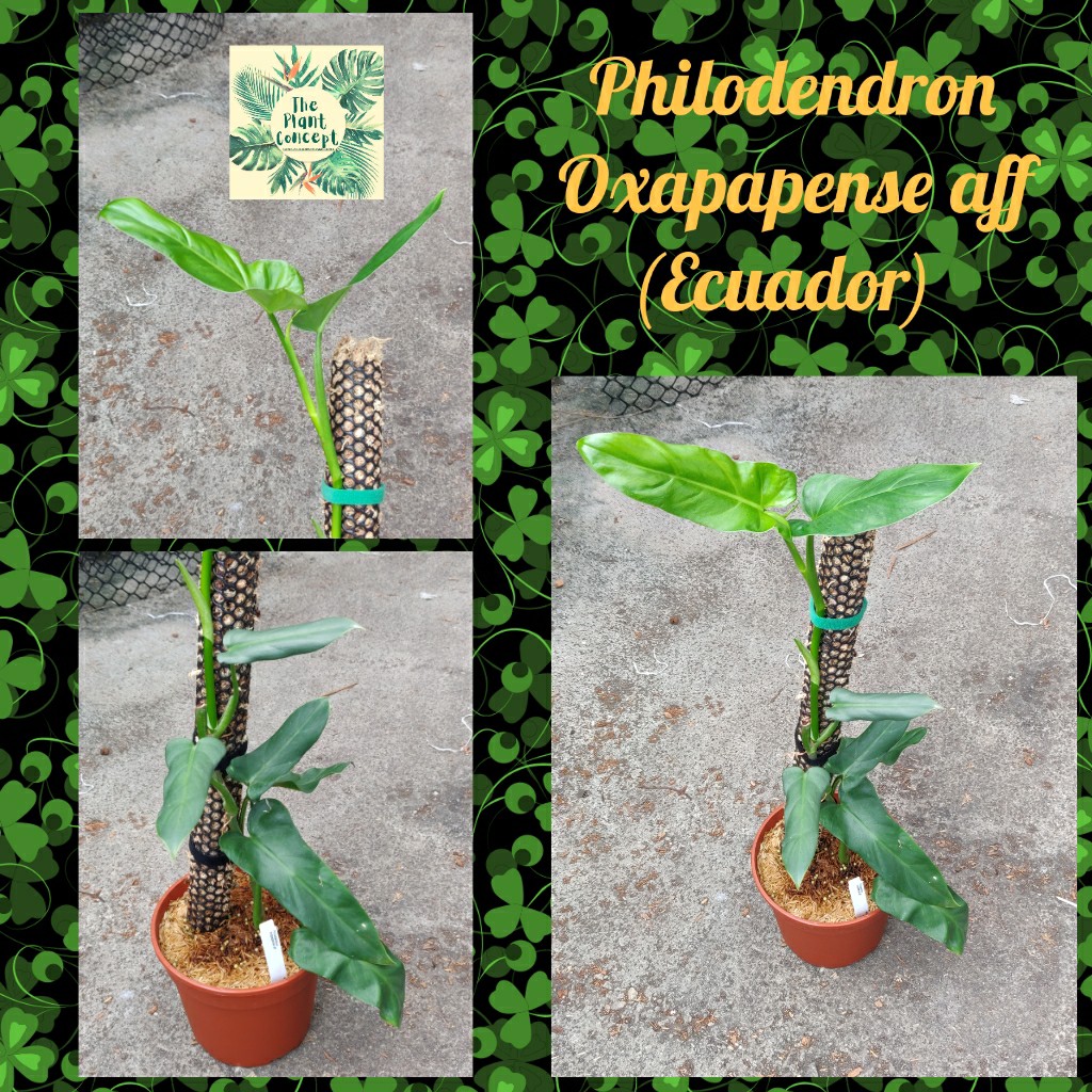Philodendron Oxapapense Aff Furniture Home Living Gardening Plants Seeds On Carousell
