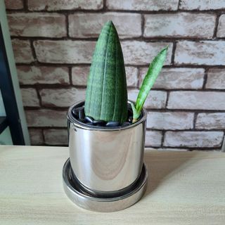 (Category: ) located in . Submitted by rumah.plants (Listing ID 1072353194, Image 1). Description: .