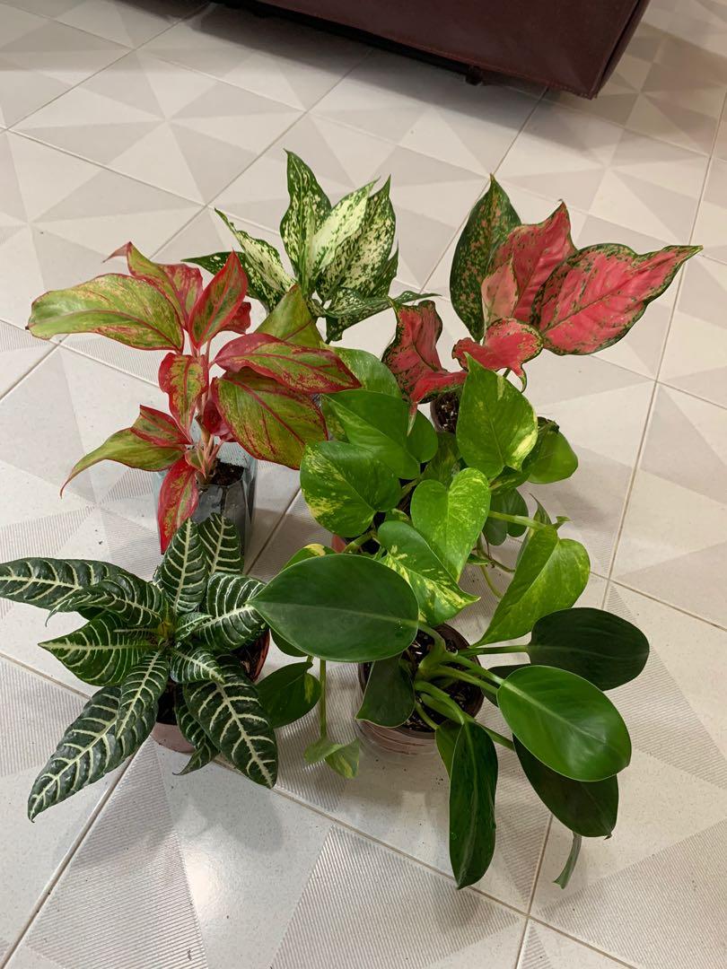 Selling indoor plants 6 varieties, Gardening, Plants on Carousell