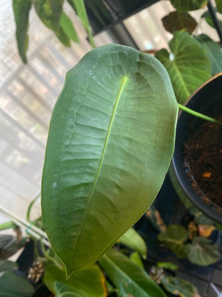 Anthurium Peltigerum, Furniture & Home Living, Gardening, Plants