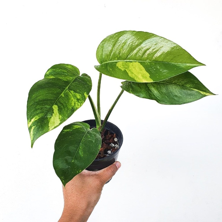 Epipremnum Pinnatum Aurea Variegated