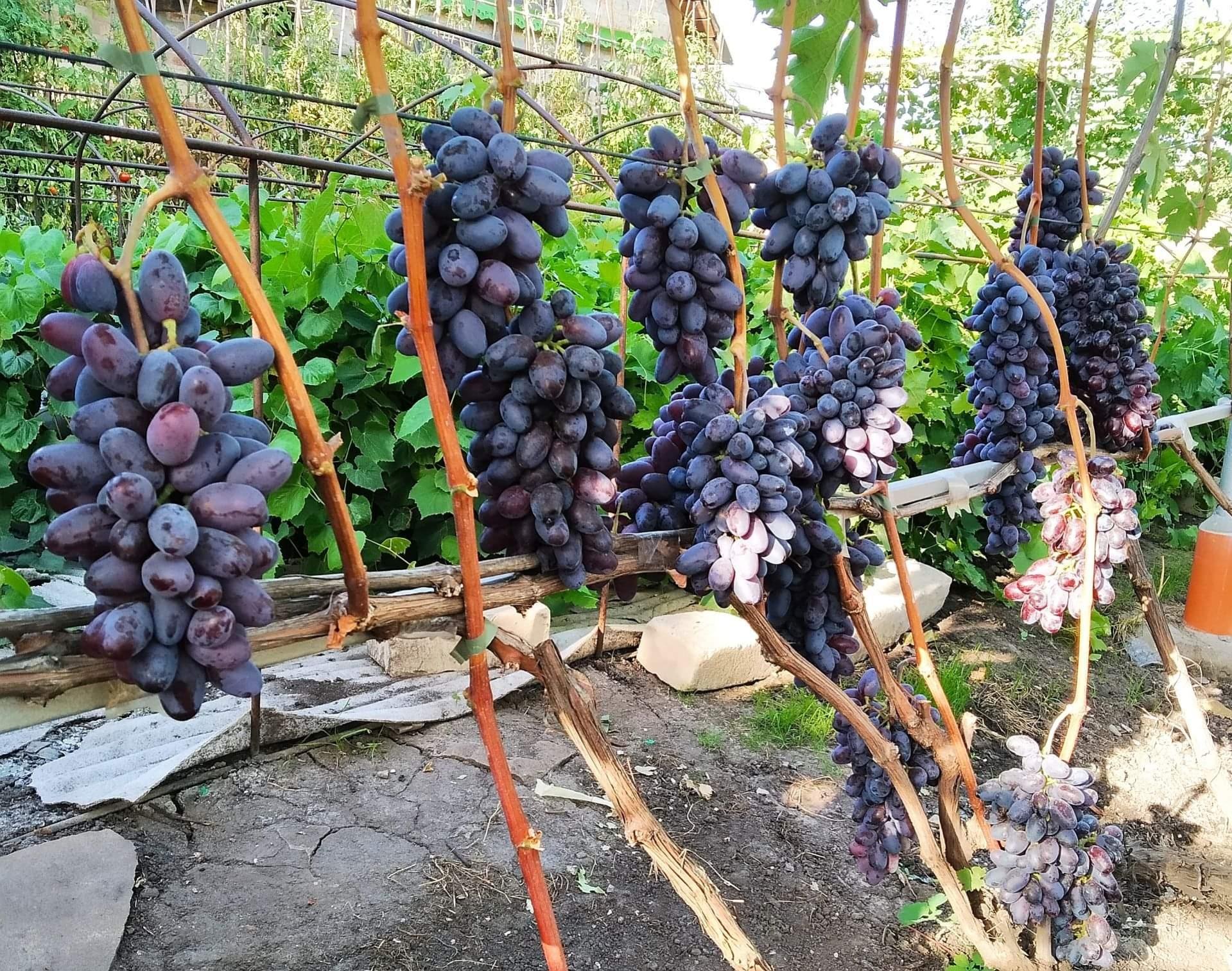 Grape Plant Tree Pokok Anggur Imported Kyoho, Shine Muscat, black 