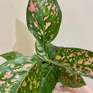 Pink Dalmation Aglaonema/ Chinese Evergreen plant
