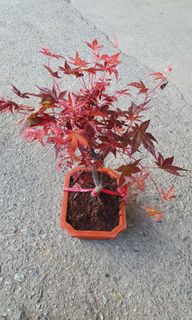 (Category: ) located in . Submitted by urban.cultivar (Listing ID 200515133, Image 1). Description: .