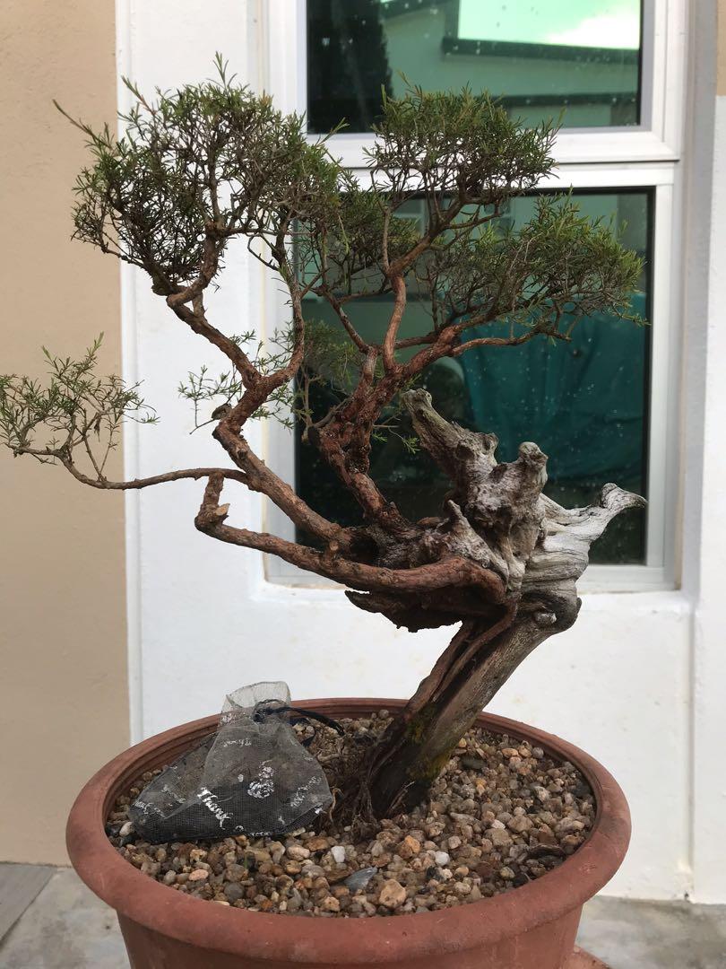 Pokok Bonsai Cucur Atap Home Furniture Gardening On Carousell